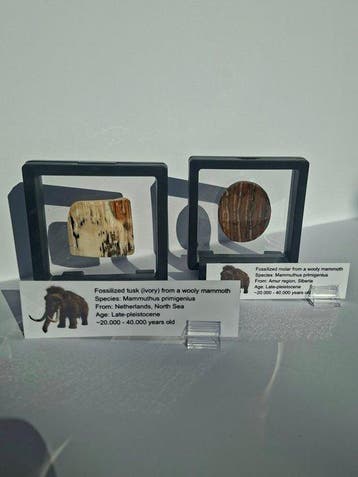 Wolharige mammoet - Fossiele tand - Mammuthus primigenius, Verzamelen
