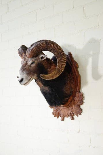 Large Mouflon head-mount Taxidermie wandmontage - Ovis a., Nieuw