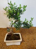 Japanese holly bonsai (Ilex crenata) - Hoogte (boom): 28 cm