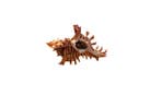 Spiny murex m.P. $$$ TOPTOESTAND ??? Skelet - Chicoreus, Nieuw