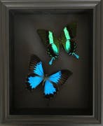 Page Taxidermie volledige montage - papilio Blumei et