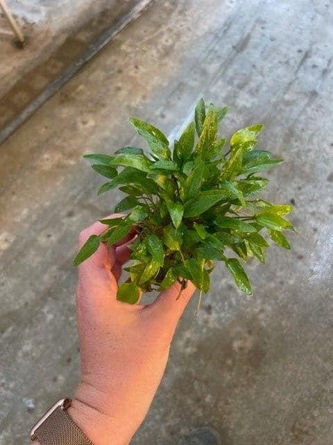 Cryptocoryne Wendtii Groen (Aquariumplanten), Animaux & Accessoires, Poissons | Aquariums & Accessoires, Envoi