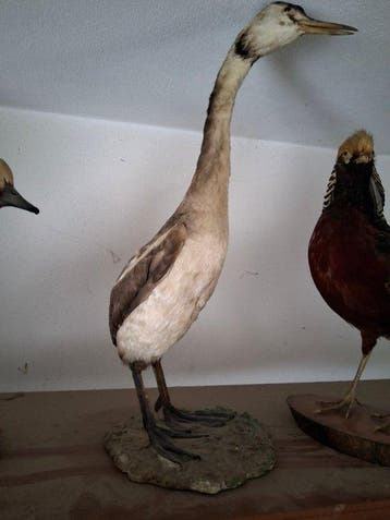 Faisan Support de corps entier pour taxidermie - Oca - 20 cm