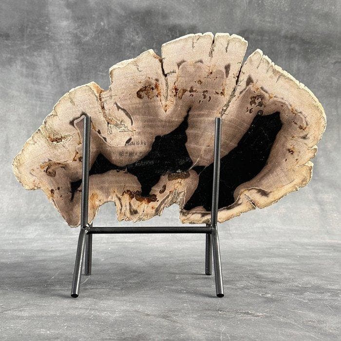 Prachtige plak versteend hout op een op maat gemaakte, Antiek en Kunst, Kunst | Designobjecten