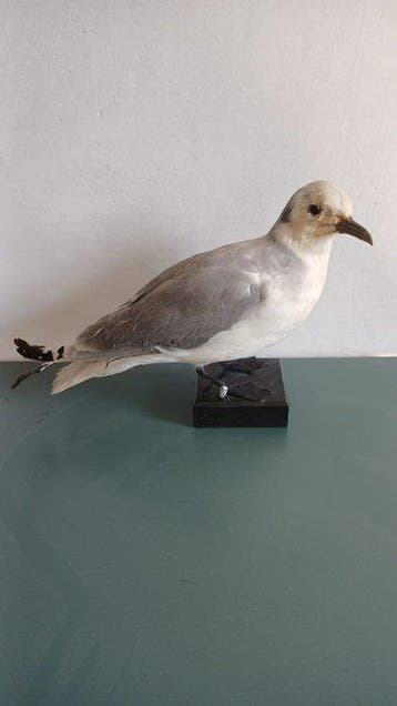Drievingerige meeuw Taxidermie volledige montage - Rissa, Nieuw