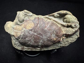 Crabe - Animal fossilisé - Galene bispinosa-Yangjiang - 8.5