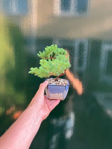 Jeneverbes bonsai (Juniperus) - Hoogte (boom): 14 cm -