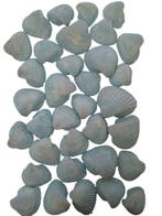 Chippy Big Pastel schelpen Blue washed 1 kilo, Nieuw