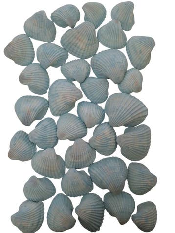 Chippy Big Pastel schelpen Blue washed 1 kilo