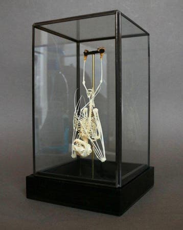 Vleermuis Taxidermie volledige montage - Cynopterus sphinx -, Antiquités & Art
