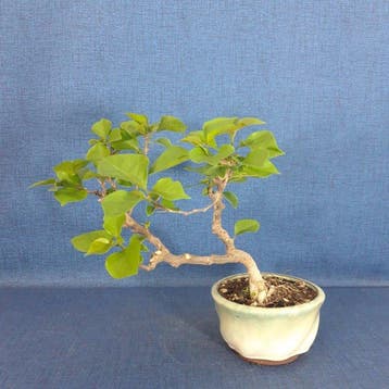 Kahle Drillingsbloem-Bonsai (Bougainvillea) - Hoogte (boom):