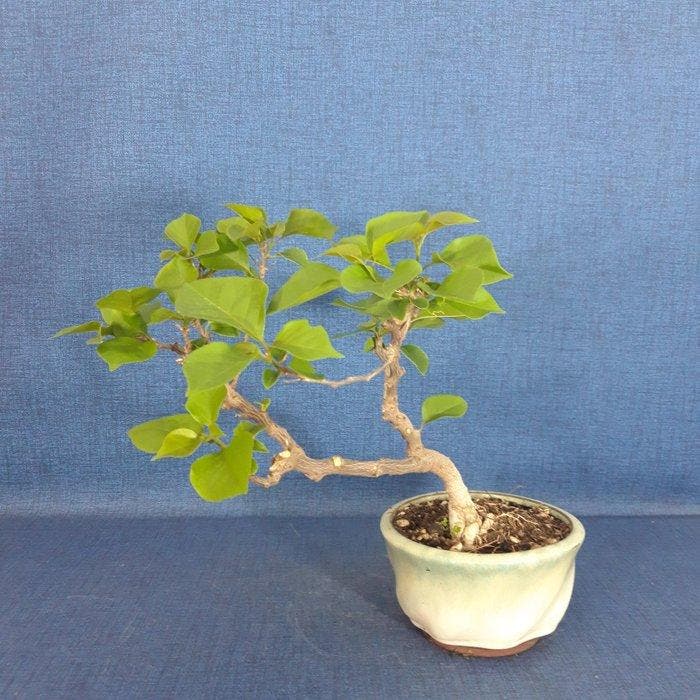 Kahle Drillingsbloem-Bonsai (Bougainvillea) - Hoogte (boom):, Antiquités & Art, Curiosités & Brocante