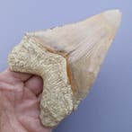 Big natural Megalodon Shark - Fossiele tand - megaselachus