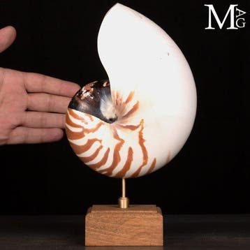 Tijdloos symbool van natuurlijke perfectie - Nautilus, Nieuw