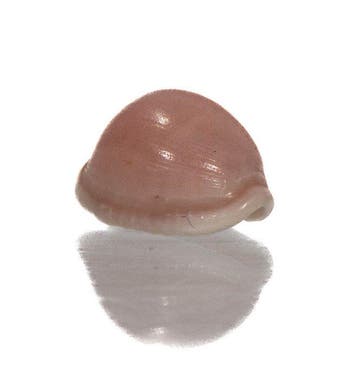 Toprariteit: Triviella phalaera (voorheen Trivia) – 18 mm –