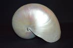 Nautiloidea Zeeschelp - S-277 NAUTILUS POMPILIUS (Zonder