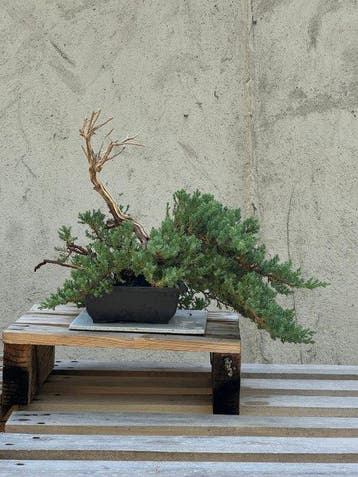 Jeneverbes bonsai (Juniperus) - Hoogte (boom): 29 cm -