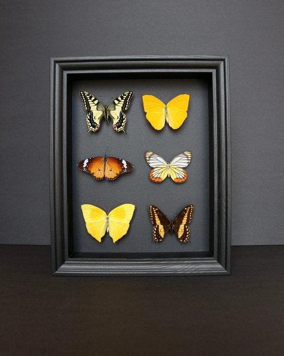 Vlinder Taxidermie volledige montage - Papilio machaon x, Antiek en Kunst, Curiosa en Brocante