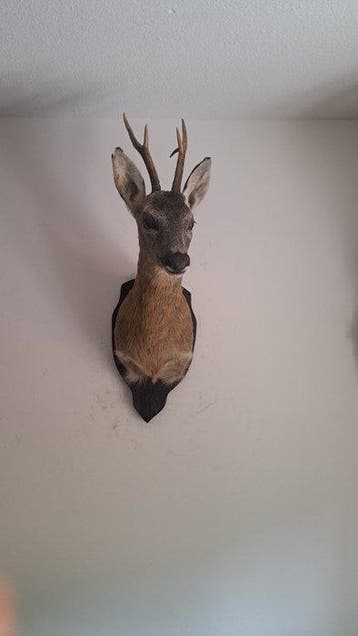 Reebok Taxidermie volledige montage - Reh - 60 cm - 35 cm -, Nieuw
