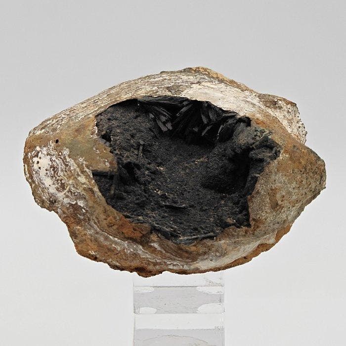 Zeer zeldzame versteende schelp met zwarte en blauwe, Verzamelen, Mineralen en Fossielen