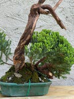 Jeneverbes bonsai (Juniperus) - Hoogte (boom): 30 cm -