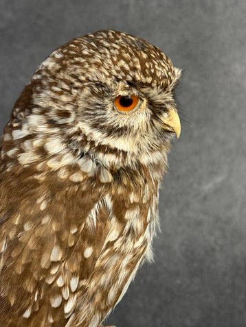 Steenuil Taxidermie volledige montage - Athene noctua - 24, Nieuw
