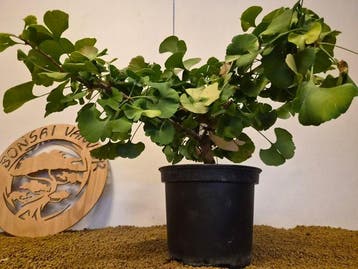 ginkgo biloba troll - Hoogte (boom): 35 cm - Diepte (boom):
