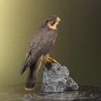 Aplomadovalk Taxidermie Opgezette Dieren By Max, Ophalen of Verzenden, Opgezet dier