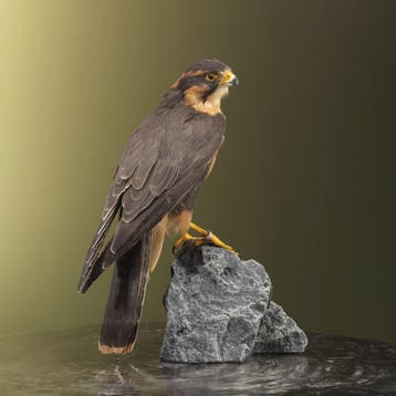 Aplomadovalk Taxidermie Opgezette Dieren By Max, Ophalen of Verzenden, Nieuw, Vogel, Opgezet dier