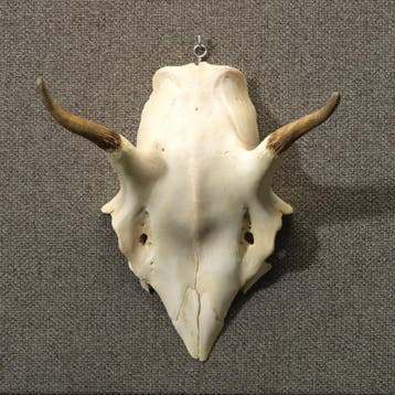 Edelhert Gewei Taxidermie Opgezette Dieren By Max, Ophalen of Verzenden, Nieuw, Wild dier, Opgezet dier