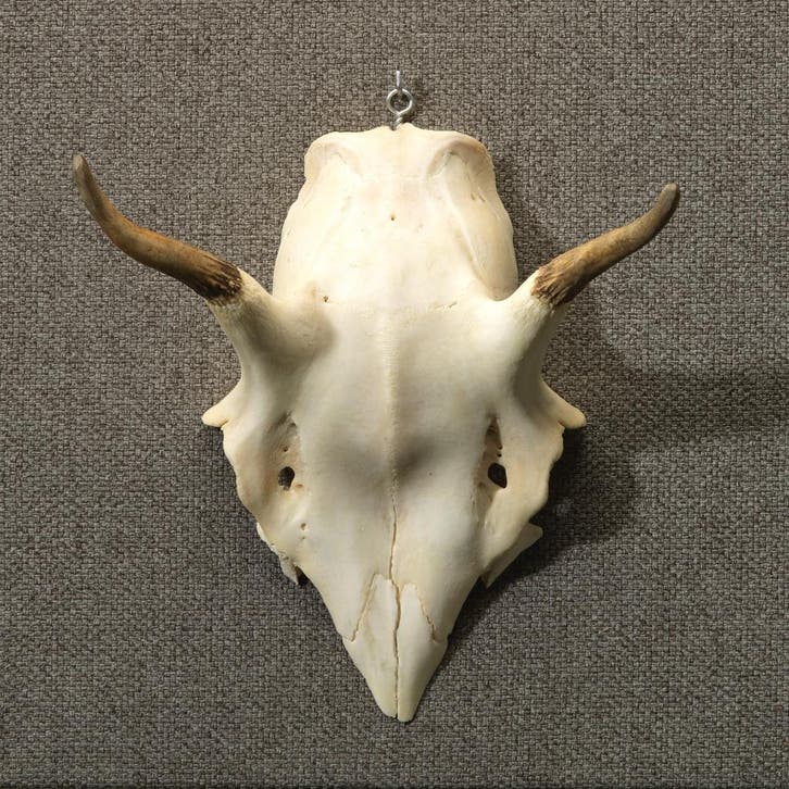 Edelhert Gewei Taxidermie Opgezette Dieren By Max, Collections, Collections Animaux, Enlèvement ou Envoi
