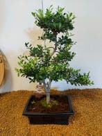 Japanese holly bonsai (Ilex crenata) - Hoogte (boom): 36 cm