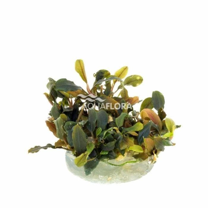 Bucephalandra Deep Purple In Vitro (Limited), Dieren en Toebehoren, Vissen | Aquaria en Toebehoren, Nieuw, Verzenden