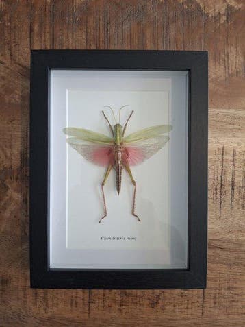 Insecte Support mural pour taxidermie - Cithaerias aurorina,