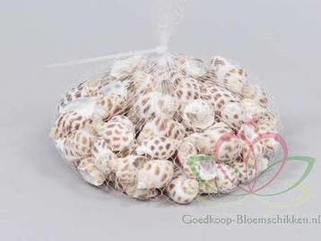 Babylonia schelpen 1 kilo, Nieuw