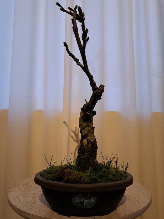 Wisteria bonsai - Hoogte (boom): 40 cm - Diepte (boom): 15, Antiquités & Art, Curiosités & Brocante