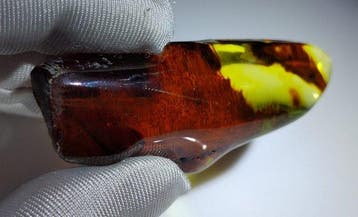 Mexicaanse barnsteen Chiapas!! AAA Geen minimumprijs- 13 g
