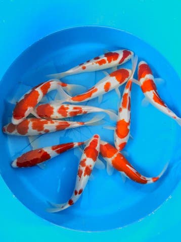Hirasawa Marusei 27-32cm (Japanse Koi), Ophalen of Verzenden