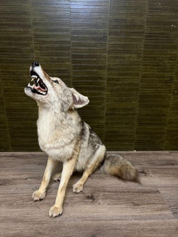 Coyote Taxidermie Opgezette Dieren By Max, Ophalen of Verzenden, Opgezet dier