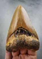 Megalodon - Fossiele tand - 112 mm - 80 mm