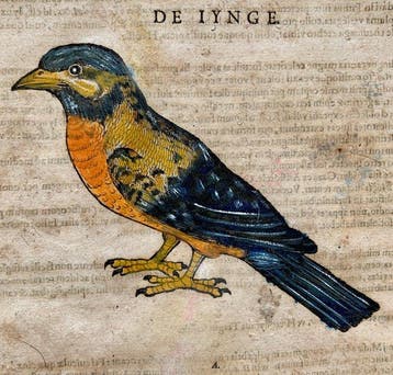 Conrad Gesner - Vogelbuch - 1617