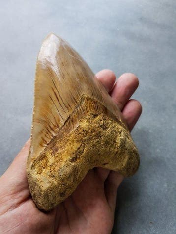 Mégalodon - Dent fossile - 13.2 cm - 9.2 cm