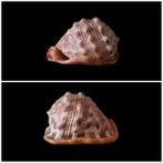 Mollusque Coquillage marin - Cypraecassis rufa - 1950 Ca -, Antiek en Kunst