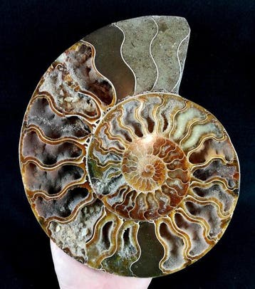 Ammoniet - Gefossiliseerd dier - Aioloceras (Cleoniceras)