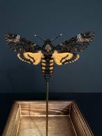 Mot Taxidermie volledige montage - Sphinx tête de mort -