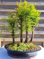 GROOT metasequoia bos dans un grand pot à bonsaï - Hauteur