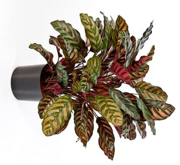 Kunstplant Calathea Rood Deluxe 80 cm, Huis en Inrichting, Kamerplanten, Verzenden