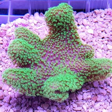 Lobophytum sp Fluo Green Polyps M (6 - 7 cm), Animaux & Accessoires, Oiseaux | Oiseaux Autre
