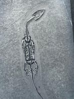 Reptile marin - Animal fossilisé - Keichousaurus s - 11.2 cm