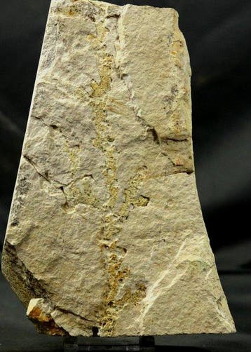 Goed gecentreerde fossiele conifeer - - Gefossiliseerde